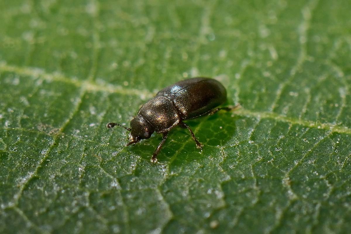 Nitidulidae - Brassicogethes aeneus (cf.)